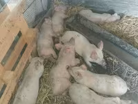 母猪, Pigs — 照片 2