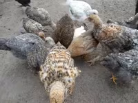 Chickens — zdjęcie 4