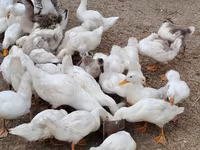Nemački pekin — fotografija 4