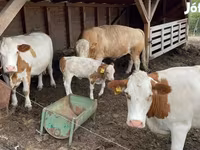 Krava, Simmental cattle — fotografija 4