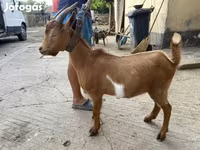 Billy Goat, Goats — photo 1