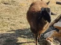 Qoʻchqor, Tsigai sheep — 6-rasm