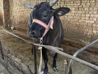 Krava, Brahman — fotografija 3