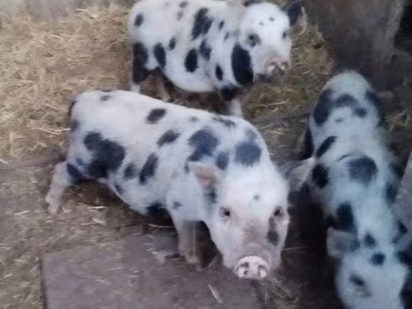 Locha, Świnie — Węgry