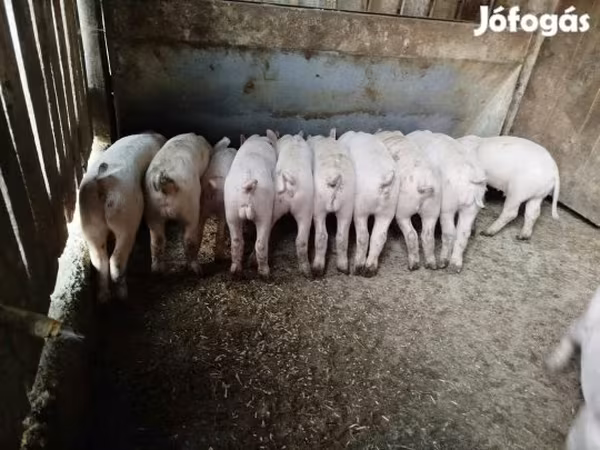 Suínos (lote, sexo não especificado), Porcos — Hungria