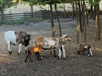 Widder, Cameroon sheep — Foto 3