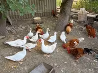 Ducks — Foto 2