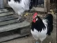 Chickens — fotografija 4