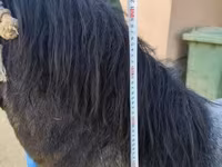 Horse (M), Horses — photo 2