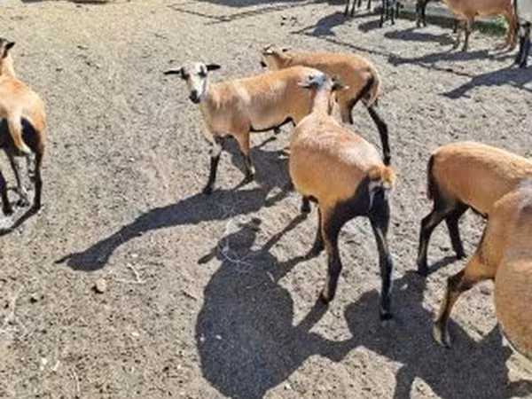 Вівці (партія, стать не вказано), Cameroon sheep — Угорщина