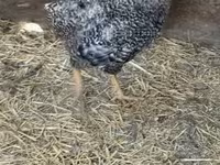 Chickens — Foto 2