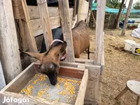 Cabra, Alpine goat — foto 6