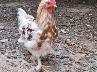 Chickens — الصورة 2