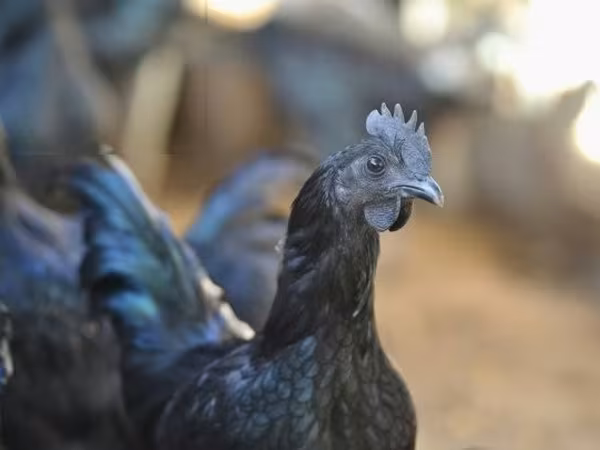 Ajam cemani