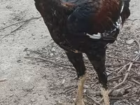 Chickens — fotografija 2