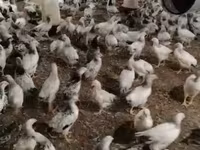 Chickens — fotografija 1