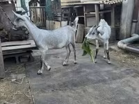 Теке, Nubian Goat — 3-сурет