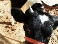 İnək, Russian Black pied cattle — foto 3