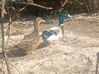 Ducks — 3-сурет