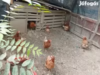 Chickens — 照片 2