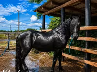 公马, Friesian — 照片 2