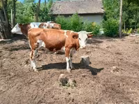 Krowa, Simmental cattle — zdjęcie 2