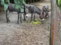 Yegua, Caballos — foto 4
