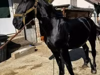 At, Nonius horse — foto 3