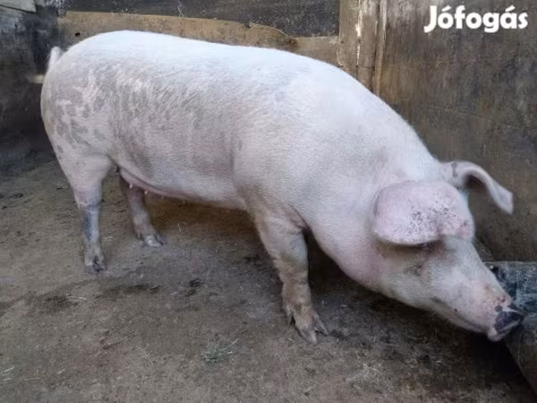 Krmača, Свиње