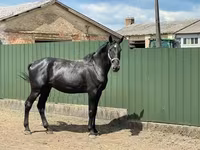 Айғыр, Nonius horse — 3-сурет