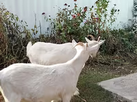 Koza, Saanen goat — fotografija 4