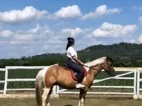 Cheval, Chevaux — photo 4