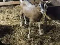 Koza, Alpine goat — zdjęcie 2
