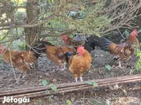 Chickens — fotografija 3