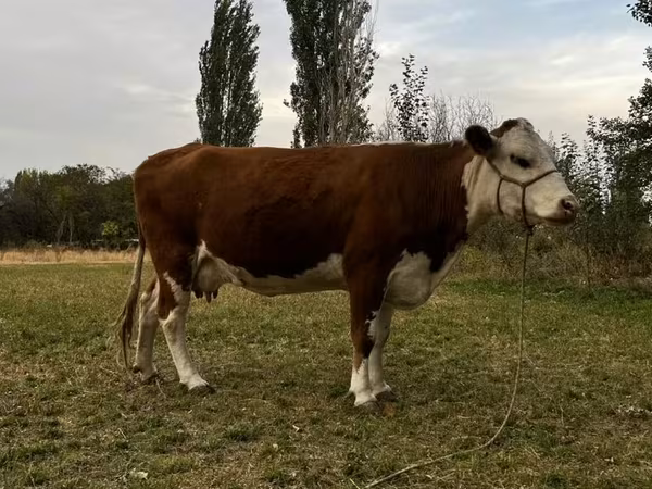 雌牛, Simmental cattle