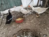 Ducks — الصورة 1