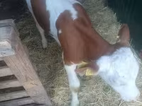 公牛, Simmental cattle — 照片 5