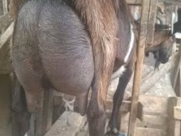 雄ヤギ, Alpine goat