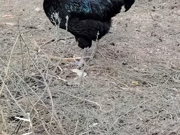 Chickens