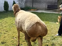 Qoç, Arashan sheep — foto 2