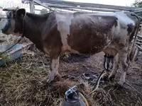 母牛, Simmental cattle — 照片 3