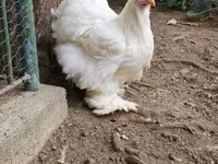كوشين — الصورة 1
