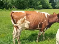 雌牛, Simmental cattle — 写真 2