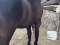 Cavalo, Friesian — foto 5
