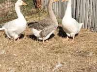 Geese — फ़ोटो 7