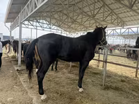 Pastuv, Horse breed — fotografija 2