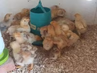 Chickens — fotografija 3