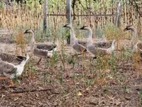 Geese — 写真 8