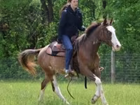 Pastuv, Pinto horses — fotografija 6