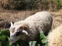 公羊, Racka sheep — 照片 7